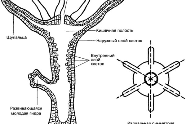 Кракен даркнет магазин